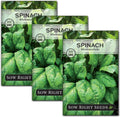 Sow Right Seeds - Bloomsdale Spinach Seeds for Planting - Ideal for Outdoor or Indoor Gardens - Non-GMO Heirloom Variety - Grow Nutritious Leafy Greens at Home - Perfect for Salads and Cooking (1)(3 Standard Packets)