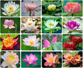 Ficoszo 30PCS Bowl Lotus Seeds Bonsai Lotus Seeds for Planting Water Lily Flower Aquatic Plants Seed Pond Plants Non GMO Home Garden Plant Seed Flowering Aquatic Bonsai Plant (Nelumbo)
