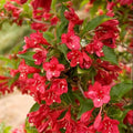2 Red Weigela Shrubs - 10-16 Tall Live Plants - Flowering Weigela Bush Seedlings - Weigela Florida - (2 Pack)