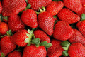 Cream Strawberry Seeds for Planting (Akihime Variety), 2000+ Heirloom Non-GMO Seeds, Super Sweet  Creamy Flavor, Big, Juicy, Sweet Strawberries, Perfect for Home Garden, Fresh Gourmet Eating