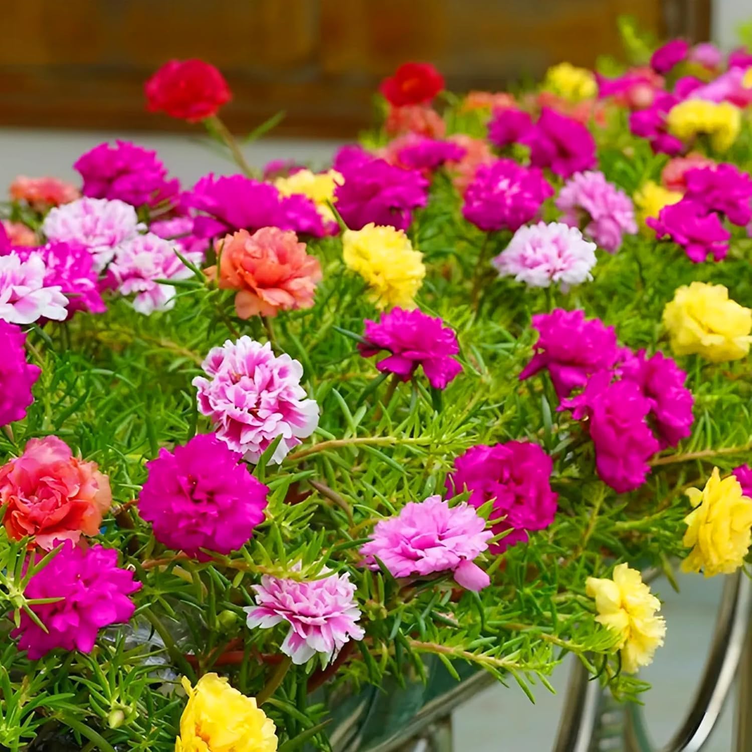 Mix Double Moss Rose Seeds for Planting (Portulaca Grandiflora) - Non-GMO  Heirloom Ground Cover - Purslane Flower Seeds to Plant Outside, Beds  Yards  Flower Garden