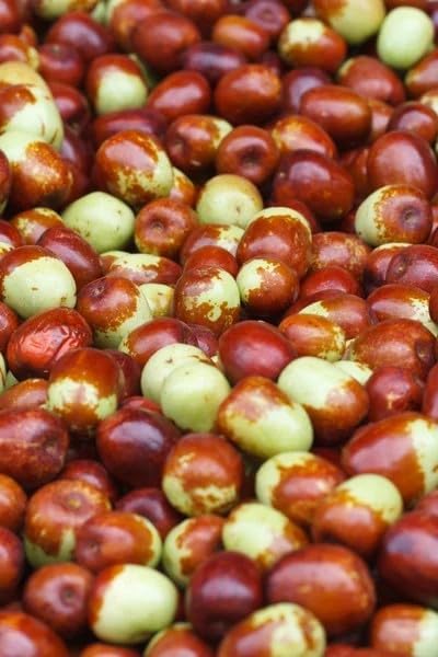Jujube Tree Seeds, 10 Seeds Asian Date (Ziziphus Jujuba), Fast-Growing Superfruit Tree, Cold Hardy to Zone 6, Non-GMO Heirloom Seeds for Home Garden  Patio