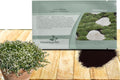 Outsidepride Irish Moss Ground Cover Seeds - 10000 Pcs Perennial Low Growing, Mat-Forming Lawn Alternative, Outdoor Ground Cover Seeds with Shade Tolerance, Ideal for Pathways and Rock Gardens(5000 Seeds)
