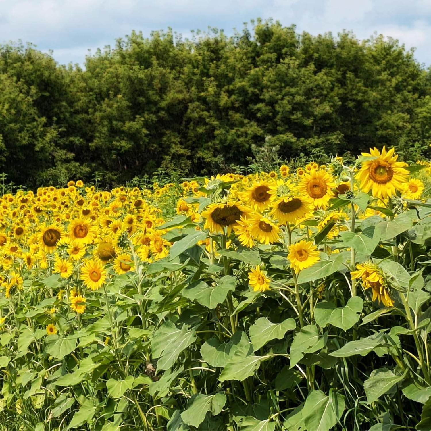 TnT Seed Company Sunflower Seeds for Planting, 5 lb Bag (1/4 Acre), Food Plot Seed for Deer, Birds, Pheasants  Doves, Bulk Sunflower Seeds for Gardens, Pollinators  Cover Crop