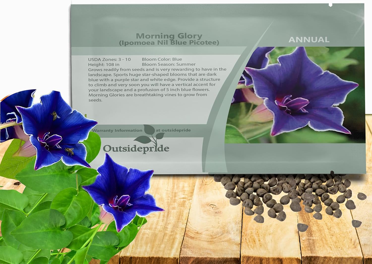 Outsidepride Blue Picotee Morning Glory Seeds - 50 Pcs. Annual, Climbing  Vining Flower Seeds for Planting Large Star-Shaped Blue Blooms, Ideal for Gardens, Trellises  Vertical Landscapes(50 Seeds)